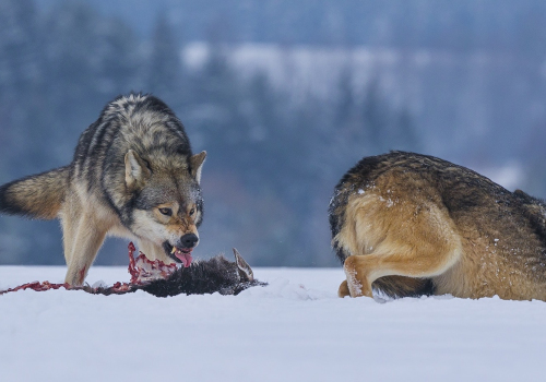 Vlk obecný  (Canis lupus)  A42I1895ok