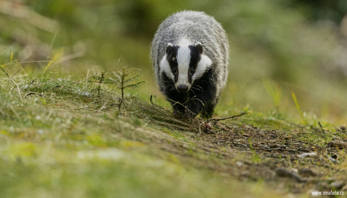 Jezevec lesní  (Meles meles)  A42I1955ok