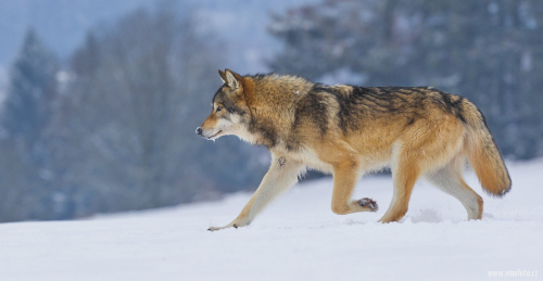 Vlk obecný  (Canis lupus)  A42I2041ok