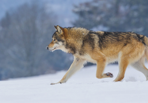 Vlk obecný  (Canis lupus)  A42I2041ok