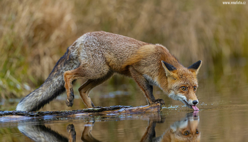 Liška obecná  (Vulpes vulpes)  A42I2103ok