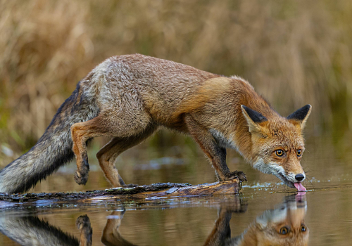 Liška obecná  (Vulpes vulpes)  A42I2103ok