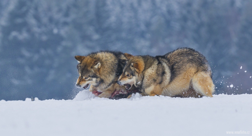 Vlk obecný  (Canis lupus)  A42I2113ok