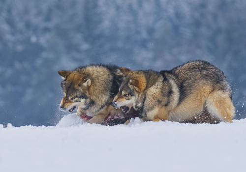 Vlk obecný  (Canis lupus)  A42I2113ok