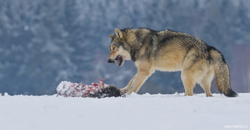 Vlk obecný  (Canis lupus)  A42I2200ok