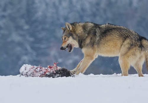 Vlk obecný  (Canis lupus)  A42I2200ok