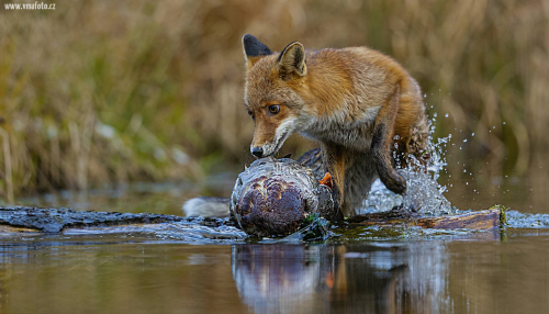Liška obecná  (Vulpes vulpes)  A42I2251ok