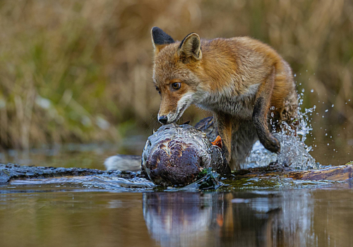 Liška obecná  (Vulpes vulpes)  A42I2251ok