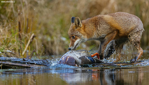 Liška obecná  (Vulpes vulpes)  A42I2253ok