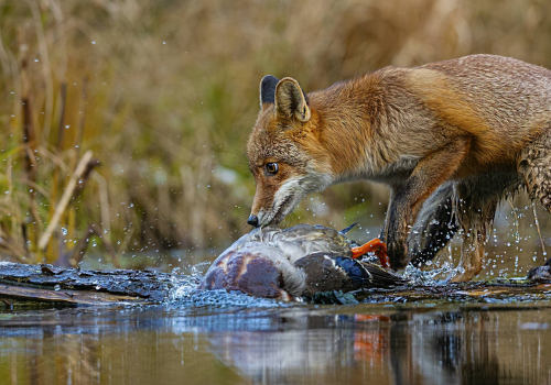 Liška obecná  (Vulpes vulpes)  A42I2253ok