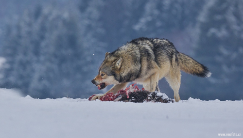Vlk obecný  (Canis lupus)  A42I2373ok
