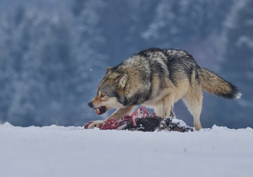 Vlk obecný  (Canis lupus)  A42I2373ok