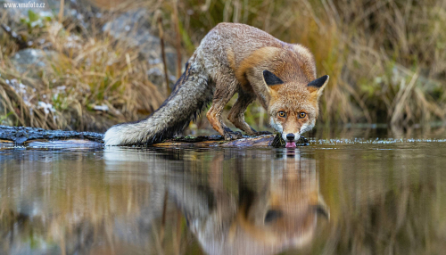 Liška obecná  (Vulpes vulpes)  A42I2381ok