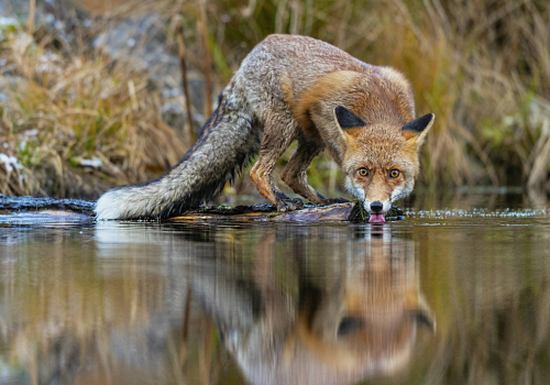 Liška obecná  (Vulpes vulpes)  A42I2381ok