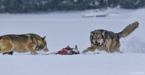 Vlk obecný  (Canis lupus)  A42I2512ok