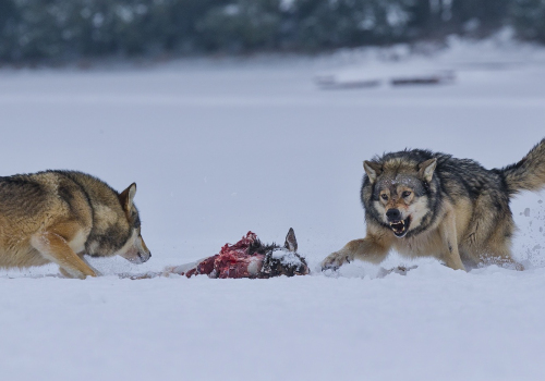 Vlk obecný  (Canis lupus)  A42I2512ok