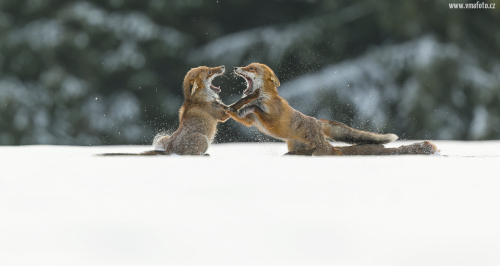 Liška obecná  (Vulpes vulpes)  A42I2620ok