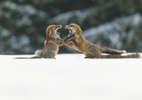 Liška obecná  (Vulpes vulpes)  A42I2620ok