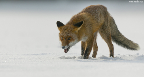 Liška obecná  (Vulpes vulpes)  A42I2852ok