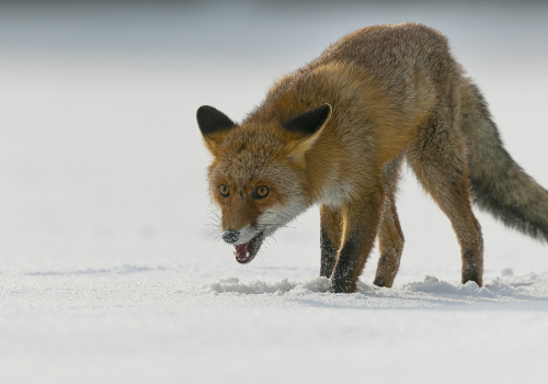 Liška obecná  (Vulpes vulpes)  A42I2852ok