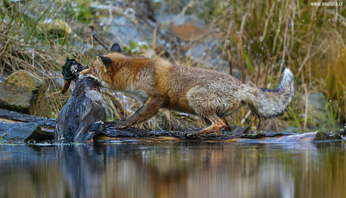 Liška obecná  (Vulpes vulpes)  A42I2863ok