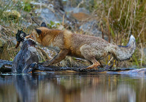 Liška obecná  (Vulpes vulpes)  A42I2863ok