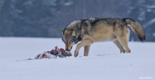 Vlk obecný  (Canis lupus)  A42I2896ok