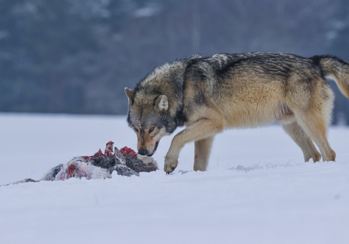 Vlk obecný  (Canis lupus)  A42I2896ok