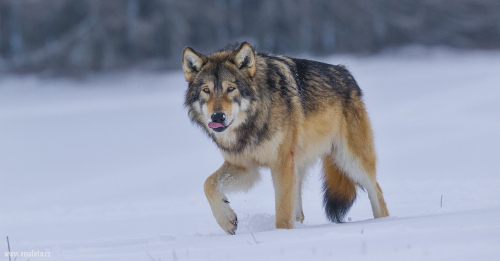 Vlk obecný  (Canis lupus)  A42I2914ok
