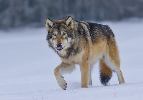 Vlk obecný  (Canis lupus)  A42I2914ok