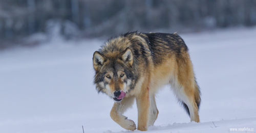 Vlk obecný  (Canis lupus)  A42I2922ok