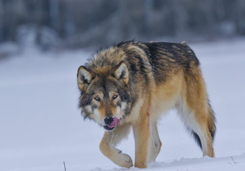 Vlk obecný  (Canis lupus)  A42I2922ok