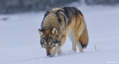Vlk obecný  (Canis lupus)  A42I2935ok