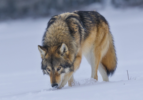 Vlk obecný  (Canis lupus)  A42I2935ok
