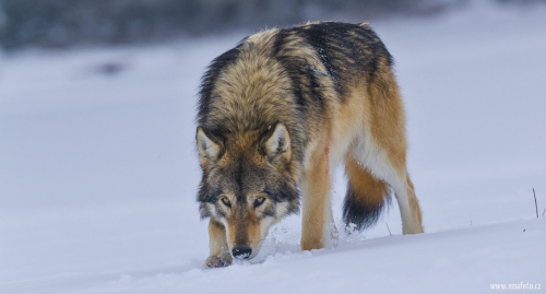 Vlk obecný  (Canis lupus)  A42I2942ok