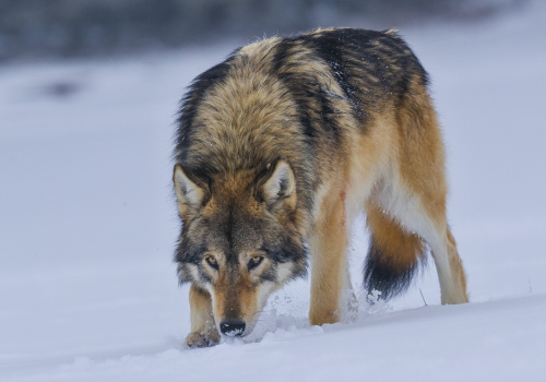 Vlk obecný  (Canis lupus)  A42I2942ok