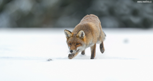 Liška obecná  (Vulpes vulpes)  A42I3040ok