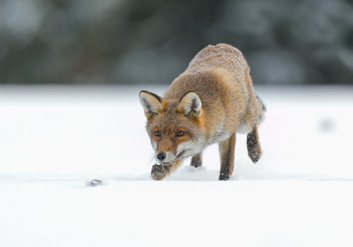 Liška obecná  (Vulpes vulpes)  A42I3040ok