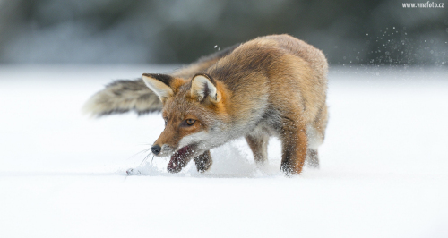 Liška obecná  (Vulpes vulpes)  A42I3050ok