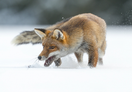 Liška obecná  (Vulpes vulpes)  A42I3050ok