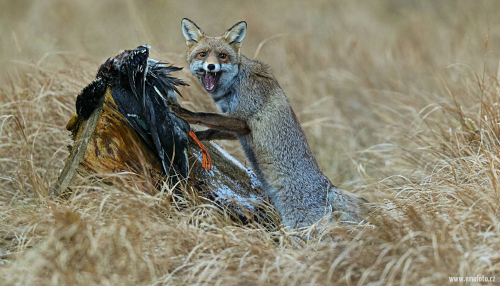 Liška obecná  (Vulpes vulpes)  A42I3051ok