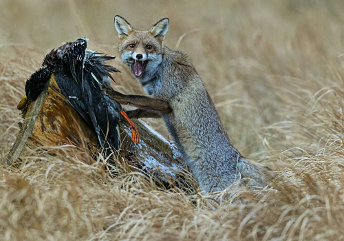 Liška obecná  (Vulpes vulpes)  A42I3051ok