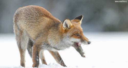 Liška obecná  (Vulpes vulpes)  A42I3072ok