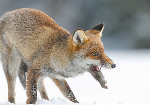 Liška obecná  (Vulpes vulpes)  A42I3072ok