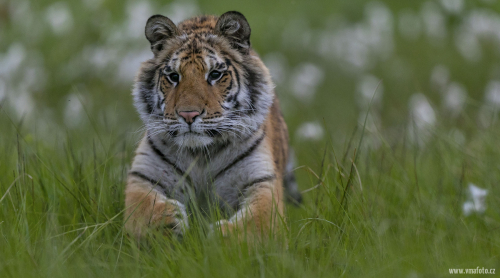 Tygr ussurijský  (Panthera tigris)  A42I3083ok