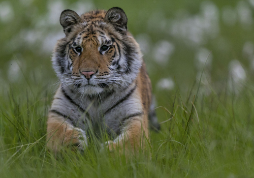 Tygr ussurijský  (Panthera tigris)  A42I3083ok