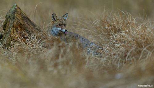 Liška obecná  (Vulpes vulpes)  A42I3106ok
