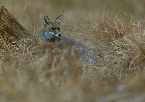 Liška obecná  (Vulpes vulpes)  A42I3106ok