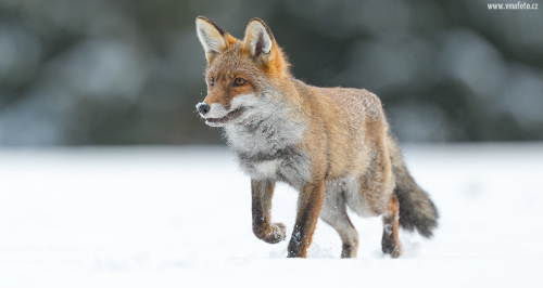Liška obecná  (Vulpes vulpes)  A42I3299ok