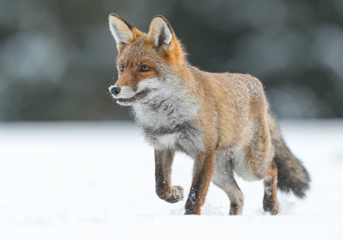 Liška obecná  (Vulpes vulpes)  A42I3299ok